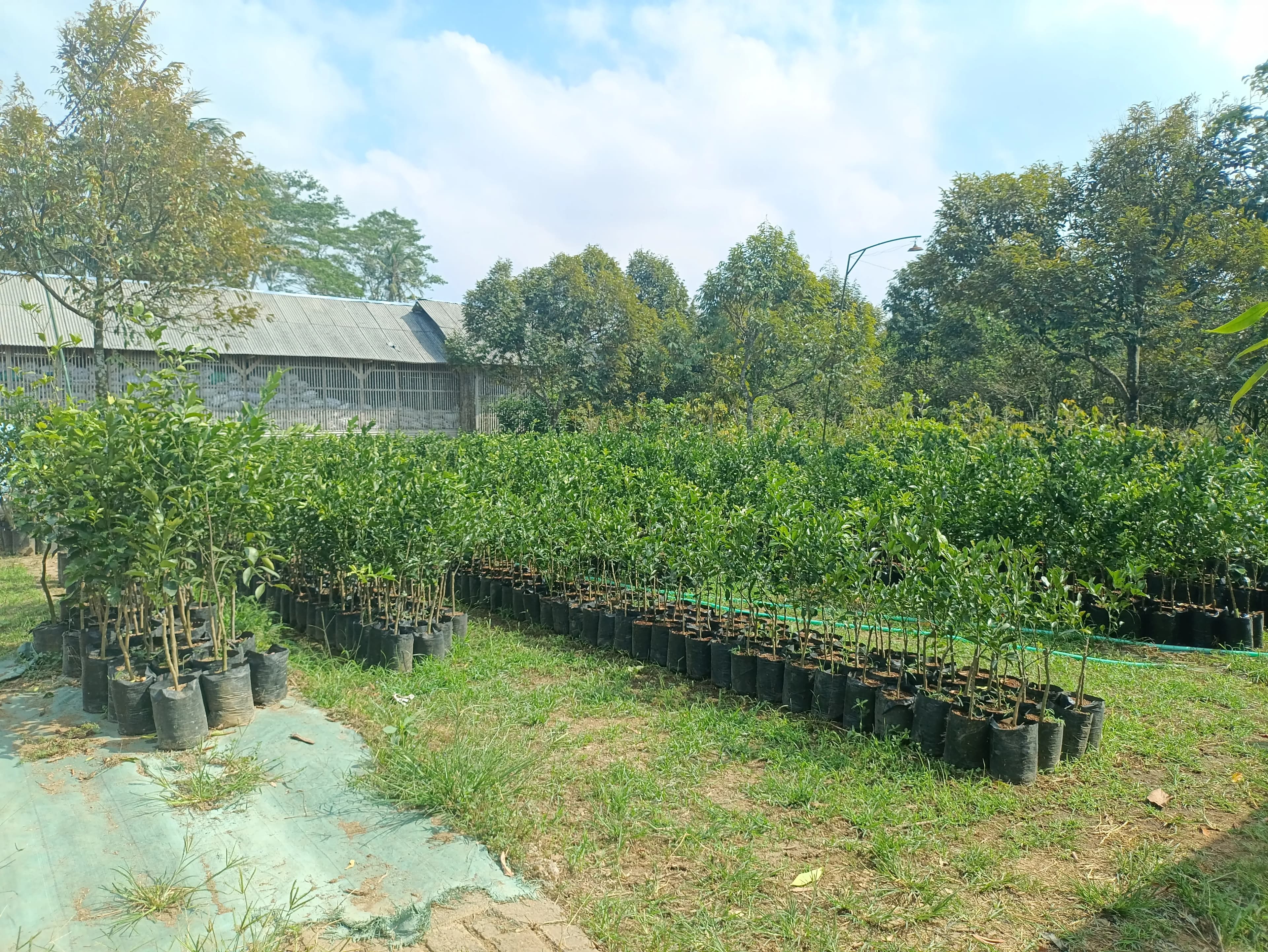 Istana bibit buah