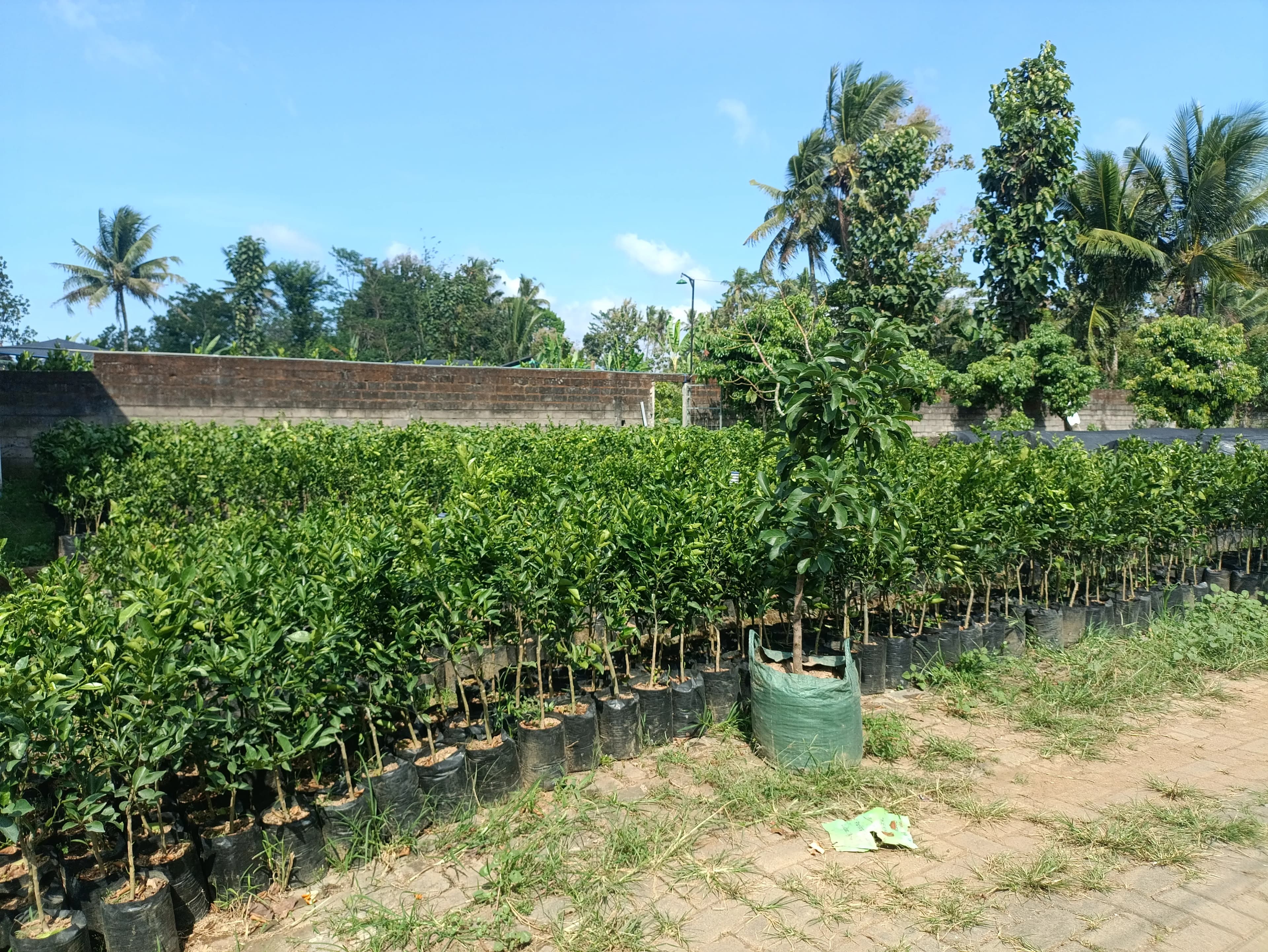 Istana bibit buah - Foto 2